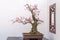 Red plum bonsai tree againt white wall