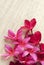 Red Plumeria flower