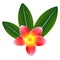 Red plumeria frangipani flower with green leaves.