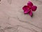 Red plumeria on Sand stone floor