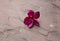 Red plumeria on Sand stone floor