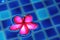 Red plumeria in Swimming pool