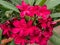 Red Plumeria on the tree, frangipani tropical flowers.