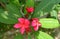 Red plumeria, tropical plant, used in perfumes.