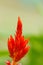 Red plumped celosia flower