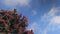 Red Pohutakawa Flowers swaying in the gentle breeze