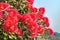 Red pohutukawa flowers in bloom