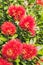 Red pohutukawa flowers and buds