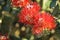 Red Pohutukawa Flowers Metrosideros excelsa