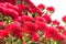 Red Pohutukawa tree flowers in bloom isolated on white background