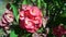 Red Poi Sian flower