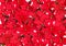 Red Poinsettia - background