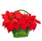 Red poinsettia in basket