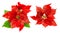 Red poinsettia blossom with green leaves. Christmas flower