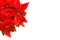 Red poinsettia blossom green leaves Christmas flower white background