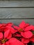 Red Poinsettia for Christmas theme.