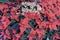 Red Poinsettia, Euphorbia Pulcherrima, christmas star, festive background for design. Selective focus. Festive Christmas