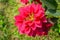 Red poinsettia flower with blurred background