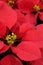 Red poinsettia flower closeup