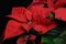 Red Poinsettia Flower, Euphorbia Pulcherrima, Nochebuena