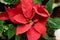 Red Poinsettia Flower, Euphorbia Pulcherrima, Nochebuena.Christmas flower poinsettia indoor .Selective focus. red