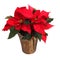 Red poinsettia flower isolated. Christmas Flowers