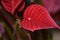 Red poinsettia flower leaf with shiny water droplet