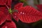 Red poinsettia flower leaves with shiny water droplets