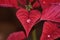 Red poinsettia flower  with shiny water droplets on the leaves