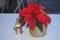 Red poinsettia in flower wooden  bark pot and a snowman