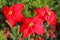 red poinsettia flowers, evergreens, red berries and acorns as Christmas display