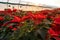 Red poinsettia flowers in greenhouse