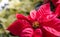 Red Poinsettia flowers in greenhouse setting for Christmas holiday