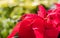 Red Poinsettia flowers in greenhouse setting for Christmas holiday