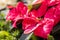 Red Poinsettia flowers in greenhouse setting for Christmas holiday