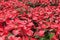 Red poinsettia garden