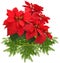 Red poinsettia in green basket and christmas tree branch