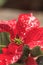 Red poinsettia holiday flower