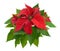 Red Poinsettia isolated