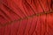 Red Poinsettia leaf