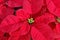 Red poinsettia plant