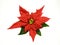 Red poinsettias Christmas flower