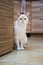 Red Point domestic cat Thai Siamese portrait