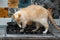 Red Point domestic cat Thai Siamese tries to find some food