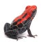 Red poison dart frog