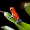 Red poison dart frog jungle costa rica