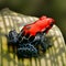 Red poison dart frog Peru rain forest