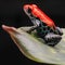 Red poison frog Peru tropical jungle