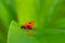 Red poison frog. Red Strawberry dart frog, Dendrobates pumilio, in the nature habitat, Costa Rica, close-up portrait. Rare amphibi