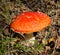 Red poison mushroom